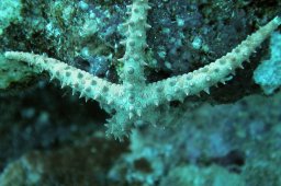 Ägypterseestern (gomophia egyptiaca)